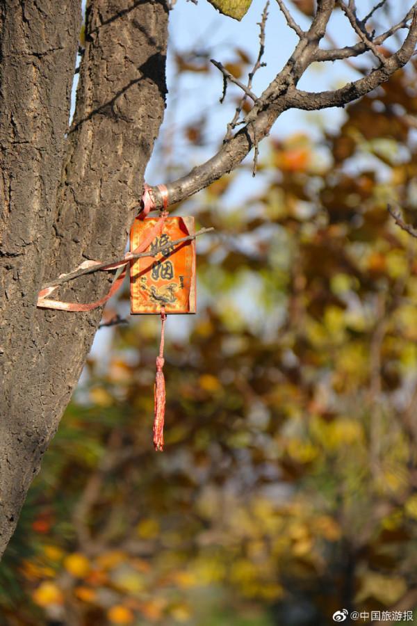 北京香山公園：漫山彩葉惹人醉
