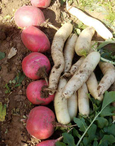 天氣一涼,吃這6種蔬果特養人,關鍵是在家也能種 天氣一涼,吃這6種蔬果特養人,關鍵是在家也能種