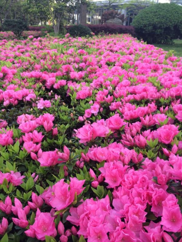 100種常見植物圖鑑,出門識花不再難,適合給小孩子做科普範文 100種常見植物圖鑑,出門識花不再難,適合給小孩子做科普範文