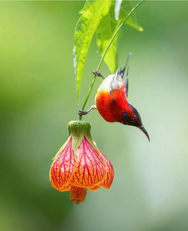 分享圖片,色彩斑斕,美麗無比的太陽鳥 分享圖片,色彩斑斕,美麗無比的太陽鳥