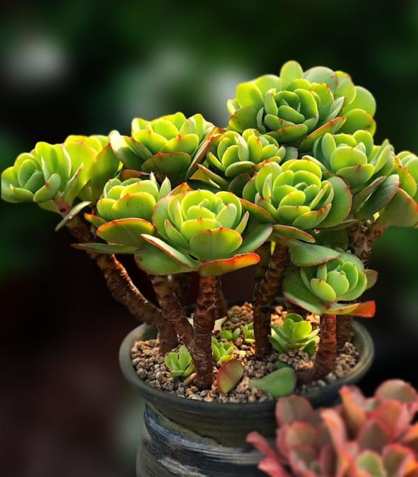 多肉植物的花語心願 多肉植物的花語心願