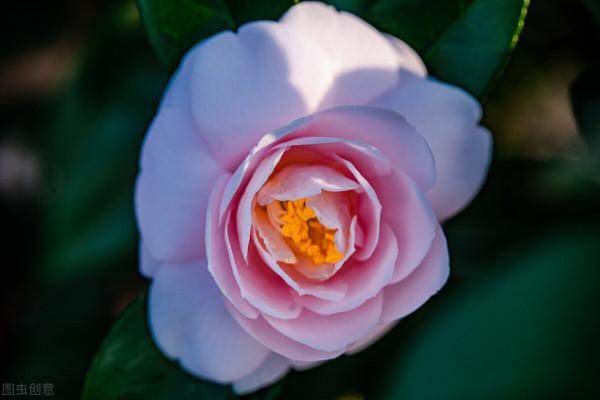 這4種喜酸植物,性格有點“怪”,喝醋比喝水長得快 這4種喜酸植物,性格有點“怪”,喝醋比喝水長得快