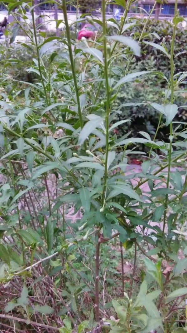 枝繁本是仙人杖,根老新成瑞犬形——金秋枸杞紅 枝繁本是仙人杖,根老新成瑞犬形——金秋枸杞紅