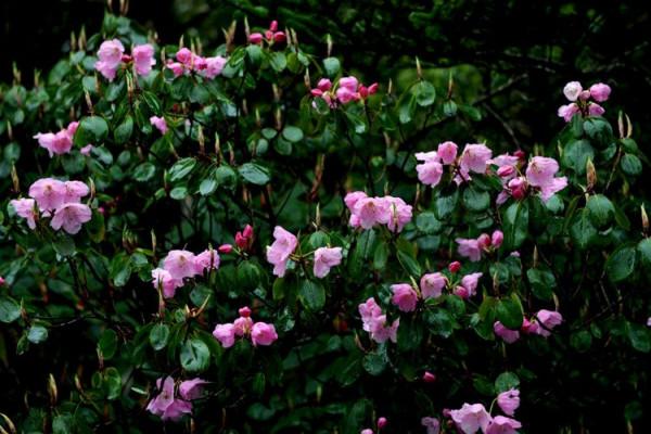 杜鵑花綻放，等你邀約