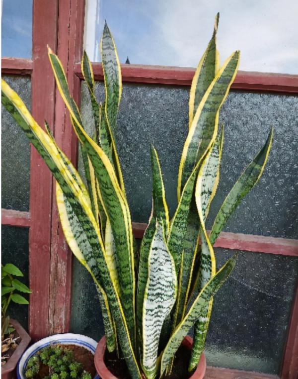 11、12月，7種花要“少水、斷糧”，不然熬不過冬