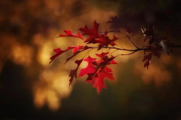 秋天的美,都在這10首詩詞裡了! 秋天的美,都在這10首詩詞裡了!