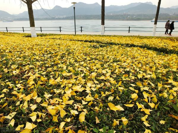 每年銀杏飄落時，我總會想起那個從遠方寄來落葉的女孩