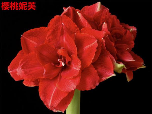 4種旺運花,花開大紅色,養在家“招財顯富貴” 4種旺運花,花開大紅色,養在家“招財顯富貴”