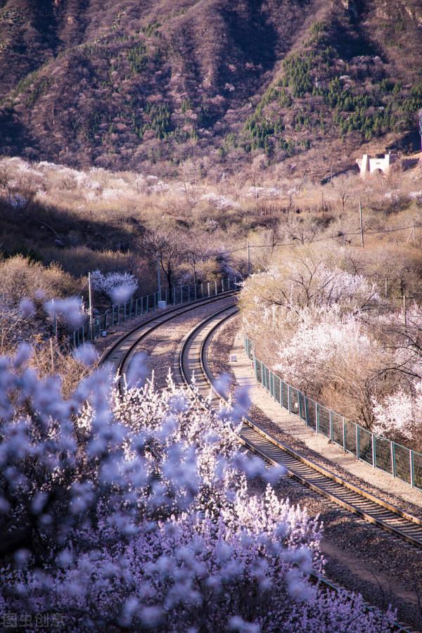 限定20天！國內這趟開往春天的列車，只需6元，就能穿越浪漫花海