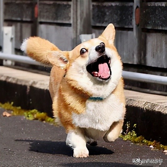 狗能理解比我們想象的更復雜的單詞