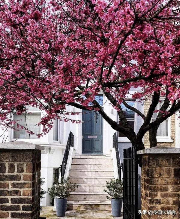 櫻花樹下的英國，你想念嗎？