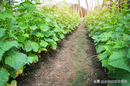 導致蔬菜腐爛的這個病，菜農也要提前防治