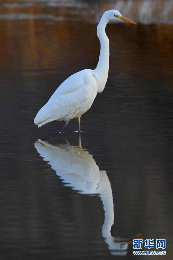 磧口古鎮候鳥翩躚