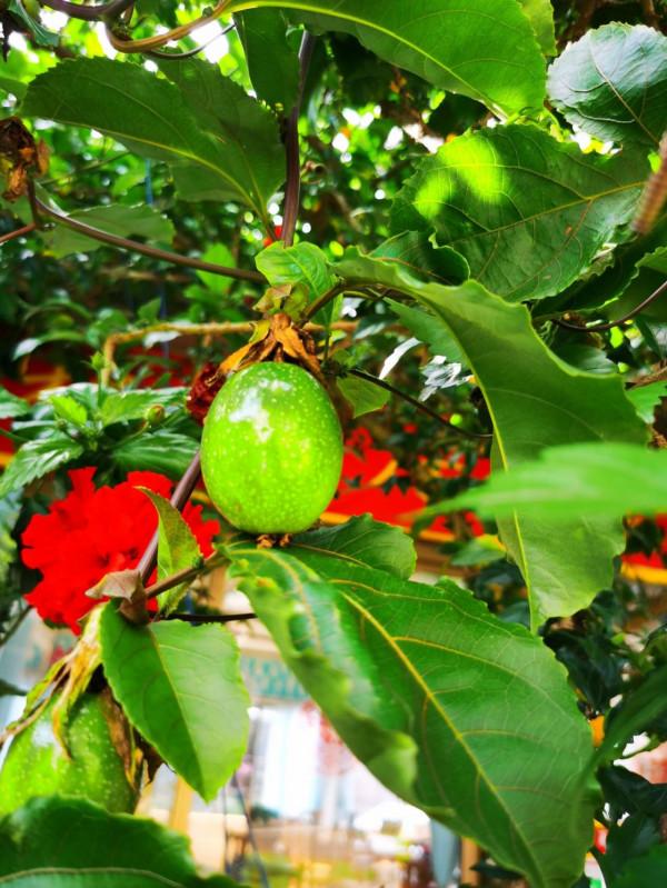 姐妹們的北海之旅