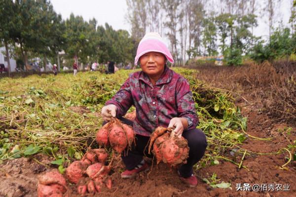 紅薯旺長,如何科學控旺促高產?農業專家分享兩個實戰經驗 紅薯旺長,如何科學控旺促高產?農業專家分享兩個實戰經驗