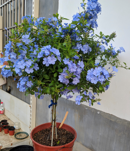 藍雪花可以做棒棒糖，也能做&OpenCurlyDoubleQuote;花牆&rdquo;，記住4步，持續開花大半年