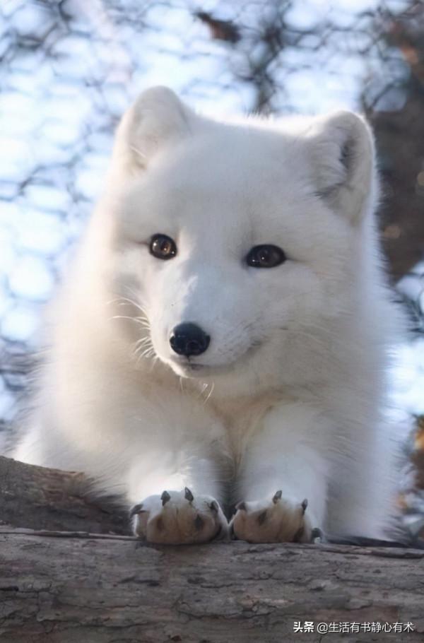 漲知識，擁有天使般的微笑“北極狐”