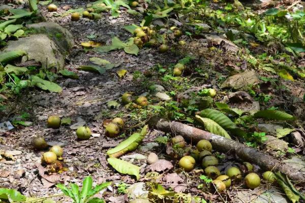 為什麼核桃黑蛋越來越嚴重？把握時間節點進行預防，核桃產量高