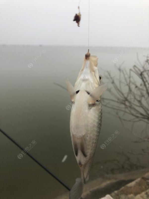 2021垂釣日誌之80，成子湖釣大水面沒想到魚口這麼瘋