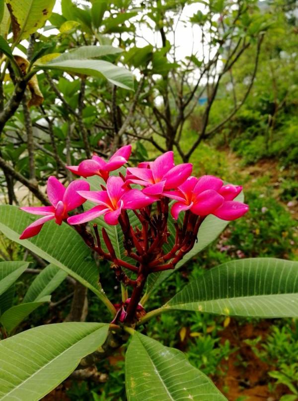 北海散記之花卉篇（下）