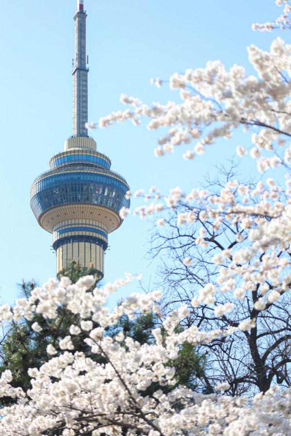 新聞8點見丨清明尋春正當時，京城最全賞花攻略來了