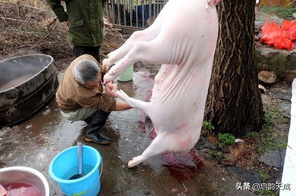 繼“禁炮令”之後你對“殺豬令”有啥看法？