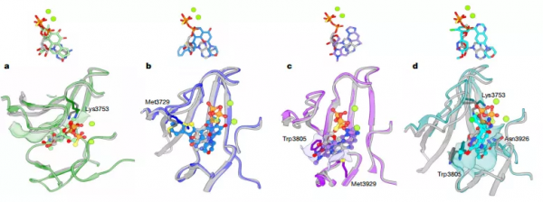 復旦校友揭開多年“不明”機理,助力DNA修復相關抗癌藥設計 復旦校友揭開多年“不明”機理,助力DNA修復相關抗癌藥設計
