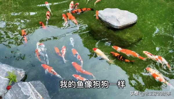 自打張馨予痴迷種菜當“農婦”後，自己家的院子，居然火了