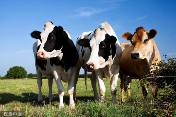 牛喘氣咳嗽用什麼藥治療？牛咳喘快速治療的土方法