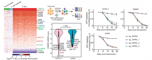 Nature：降低纈氨酸攝入緩解T細胞急性淋巴細胞白血病