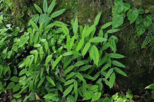 “天坑”從哪裡來？