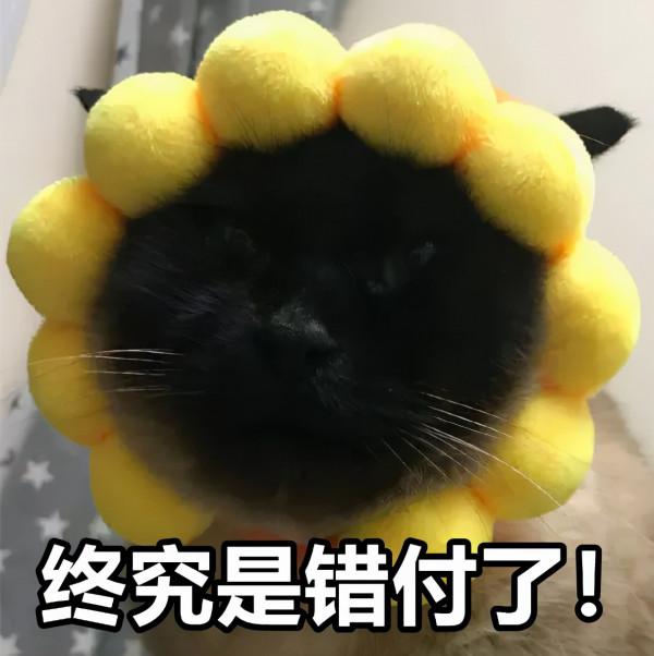 “下輩子,我再也不養暹羅貓了!” “下輩子,我再也不養暹羅貓了!”