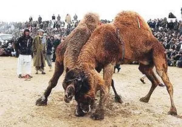 狗嘴裡吐不出象牙，為啥駱駝嘴裡能吐出肉球，不吃肉哪來肉球？