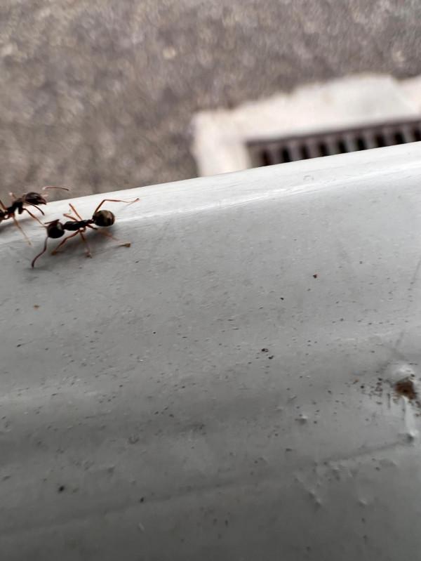 蘋果手機13微距