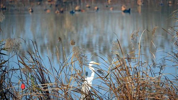 淮陽龍湖國家溼地公園裡的這些可愛的鳥,你見過多少? 淮陽龍湖國家溼地公園裡的這些可愛的鳥,你見過多少?