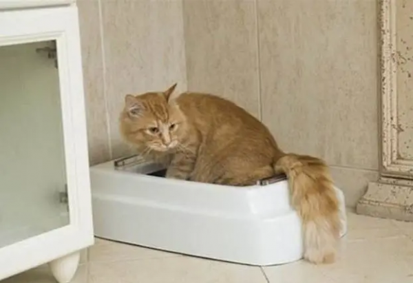 有哪些事是鏟屎官養了貓咪之後才知道的嗎? 有哪些事是鏟屎官養了貓咪之後才知道的嗎?