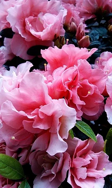 分享——杜鵑花