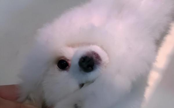 當博美去醫院時，TA在想什麼？