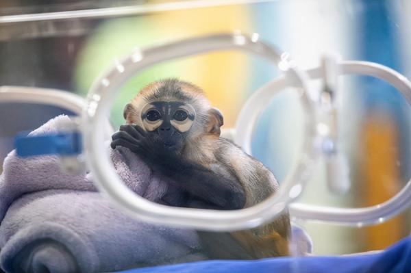 小小“吃貨”齊亮相,呆萌幼崽共享美食盛宴 小小“吃貨”齊亮相,呆萌幼崽共享美食盛宴