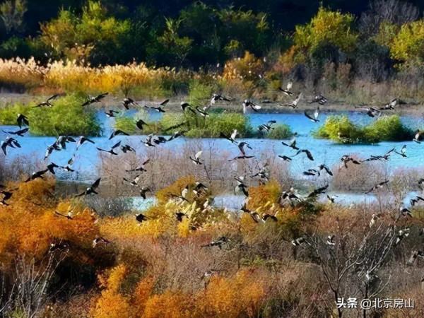 三隻黑天鵝暢遊永定河，多種珍稀鳥類齊聚房山這條生態廊道！