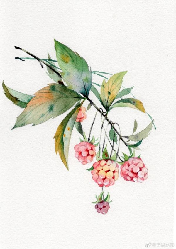 手繪水彩-深秋果實