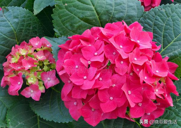 富貴吉祥慶中秋,花好月圓人團圓,5種“中秋花”,快來認識一下 富貴吉祥慶中秋,花好月圓人團圓,5種“中秋花”,快來認識一下