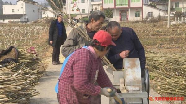 廢棄桑枝變廢為寶成&OpenCurlyDoubleQuote;藥材&rdquo;，療效多