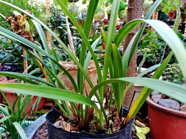 #陽臺小花園#又添新品種