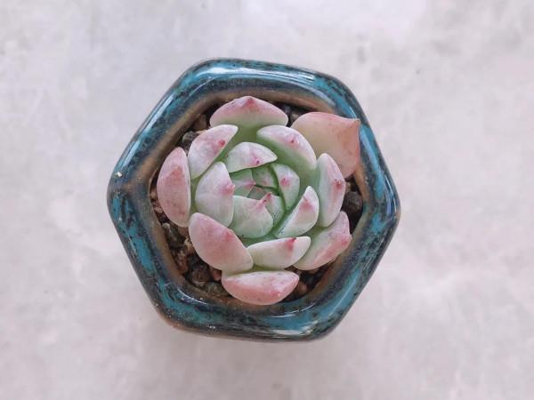 愛上多肉的煩惱