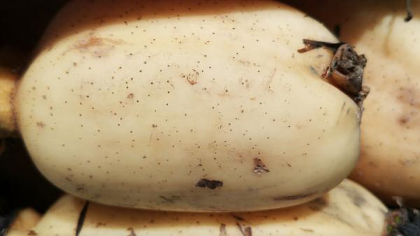 買蓮藕，要分清“七孔”和“九孔”，口感差別大，做菜別買錯了