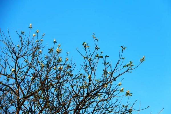 這個季節不要錯過 河南泌陽白雲山迎來顏值巔峰