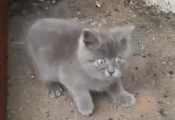 天生自帶表情包的貓貓 表情誇張每張都能成為迷惑圖