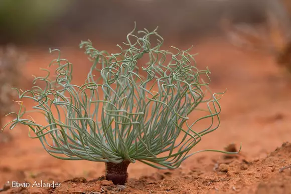 世界那麼大，多肉那麼美，我們一起去看看吧 | 南非多肉欣賞
