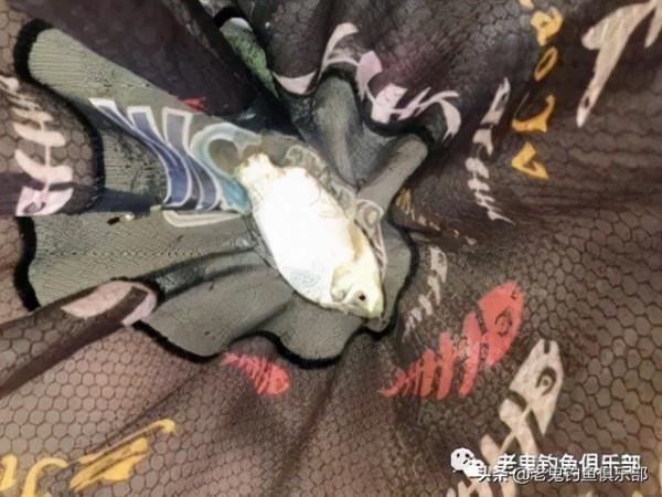 週日釣金星月湖,狂拉野生鯽魚 週日釣金星月湖,狂拉野生鯽魚